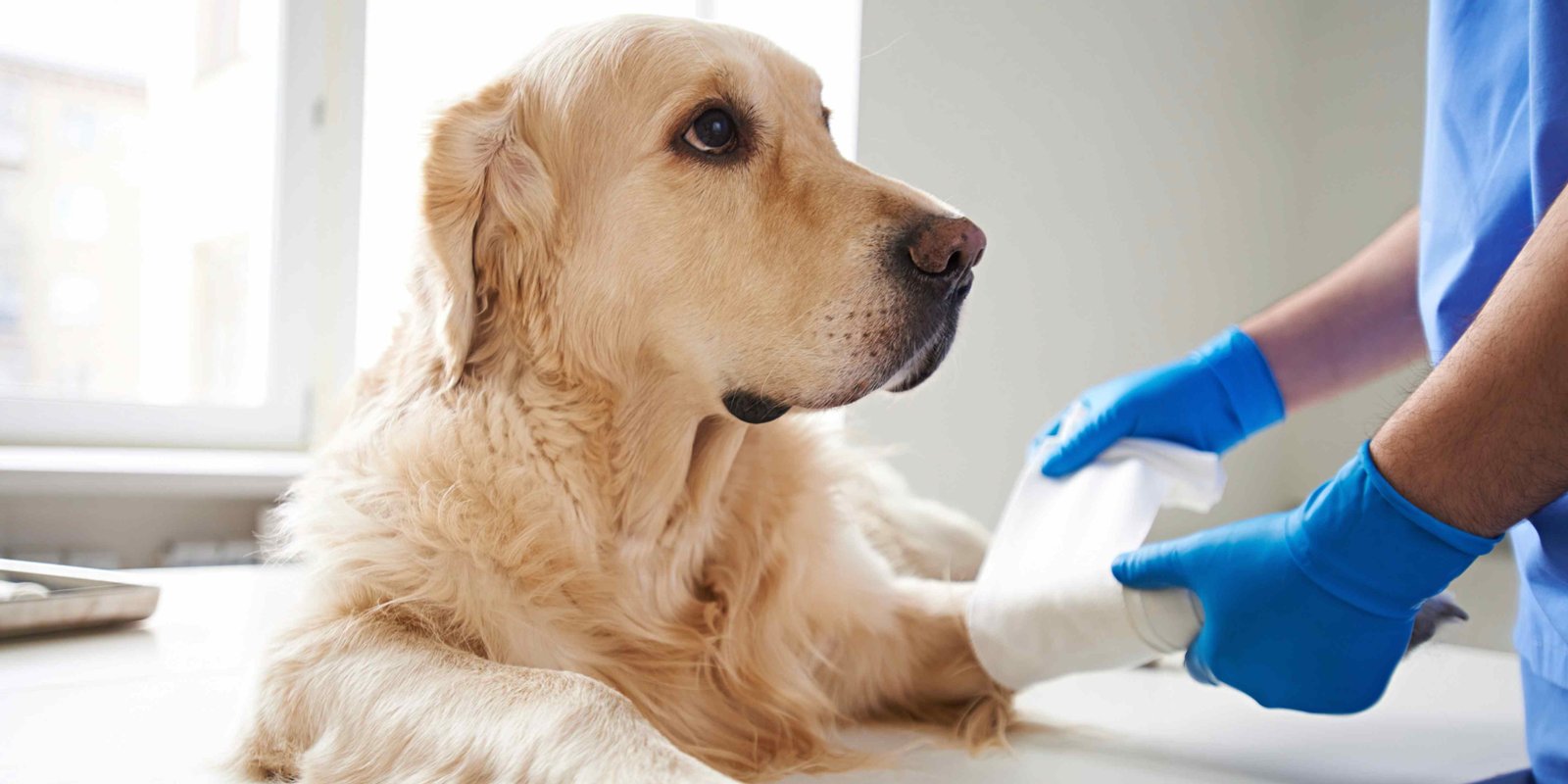 Animal Welfare Awareness